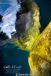 Mirror of light
River diving in Vallemaggia, Ticino, Swi... by Stella Del Curto 